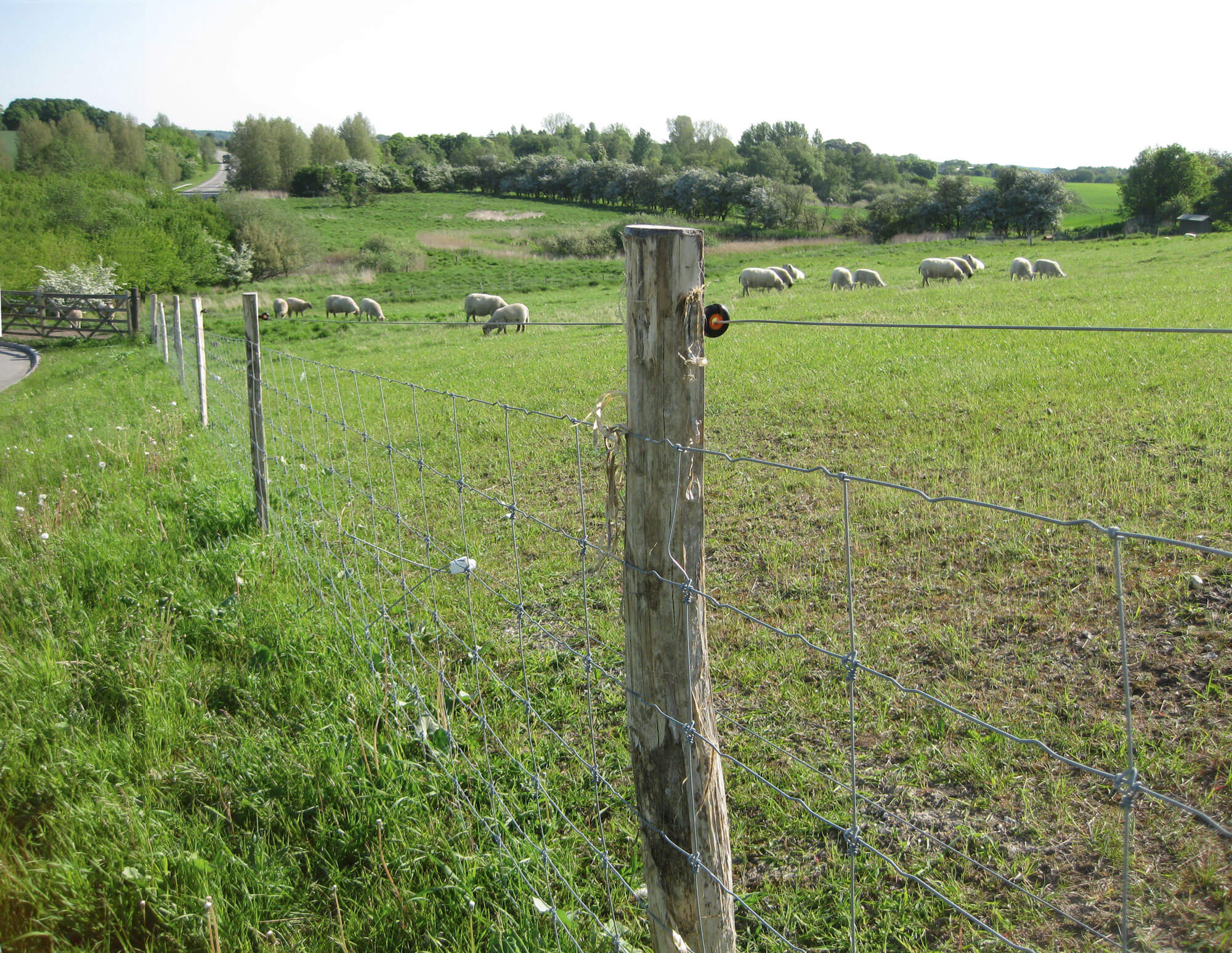 En flok får og lam græsser i en indhegning.