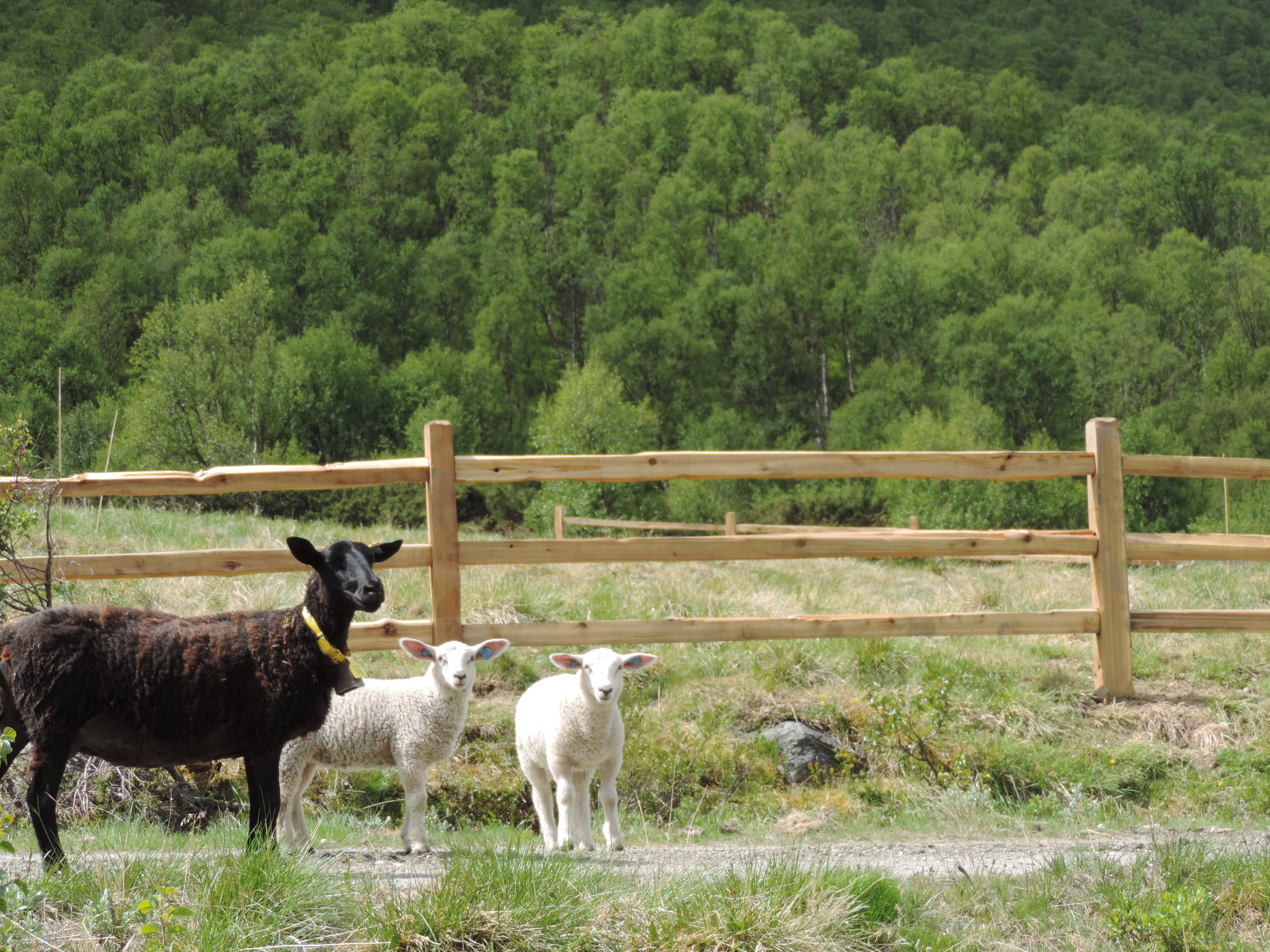 Et sort får og to hvid lam står foran et rustikt lægtehegn i cedertræ.