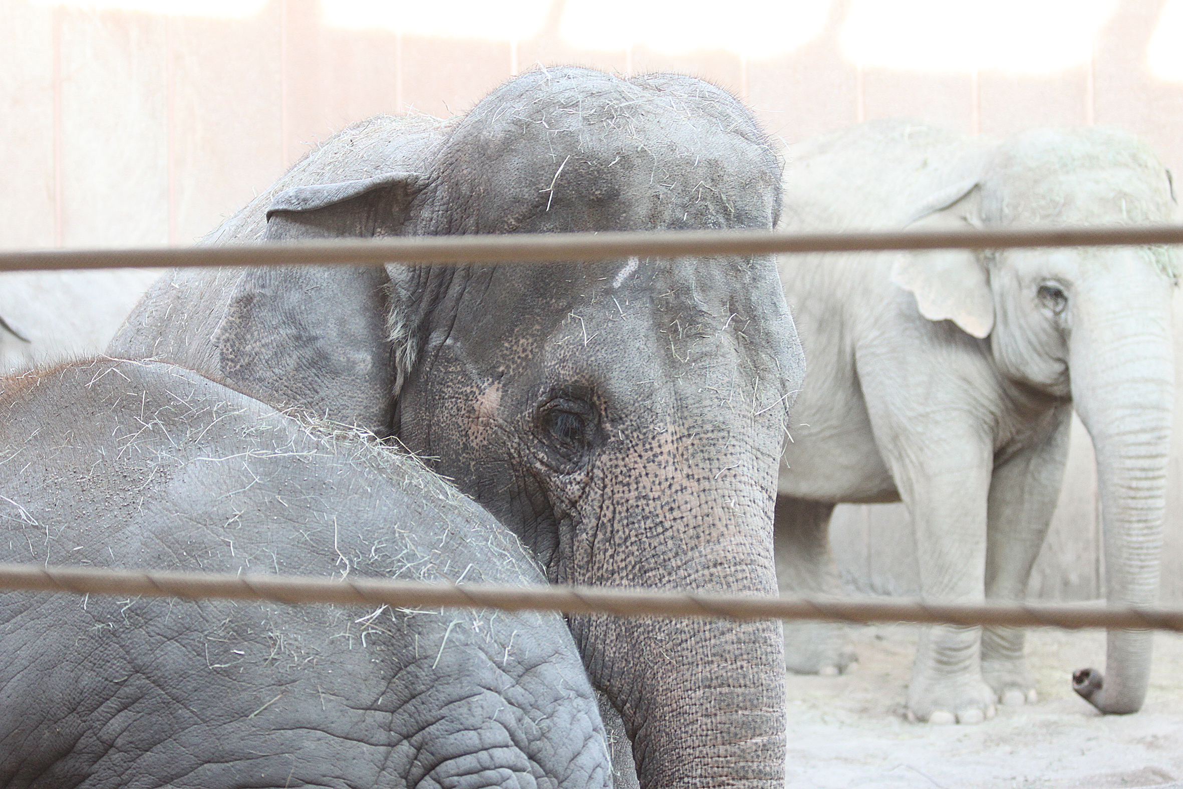 Tre elefanter ses bag et solidt hegn.