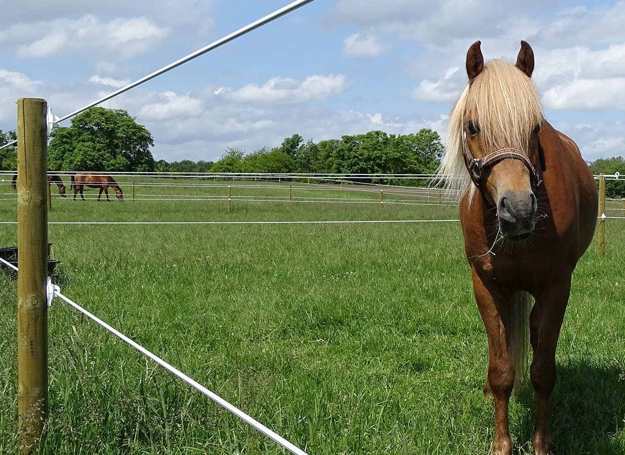 Hest bag et Hippolux-hegn med trykimprægnerede pæle, ideelt til sikker og effektiv hesteindhegning.