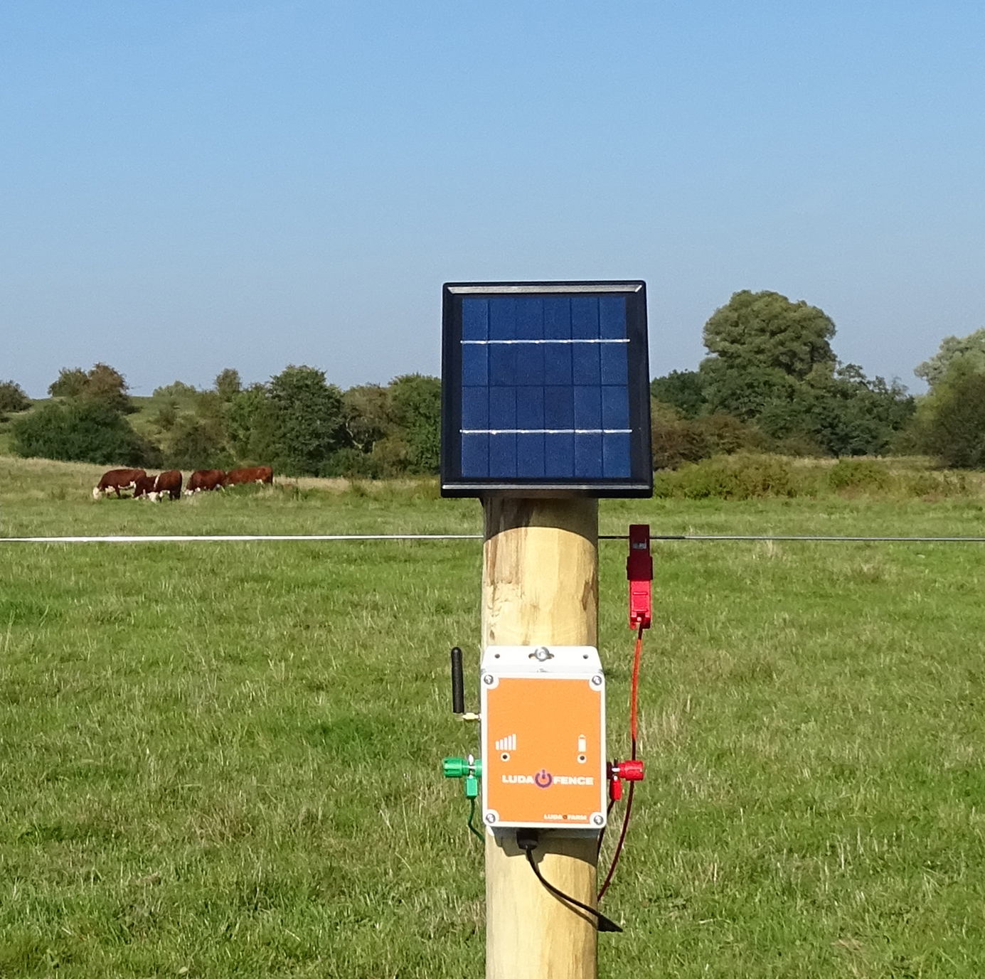 LUDA FenceAlarm med solpanel monteret på en pæl til overvågning af hegnsspænding på en mark med køer.