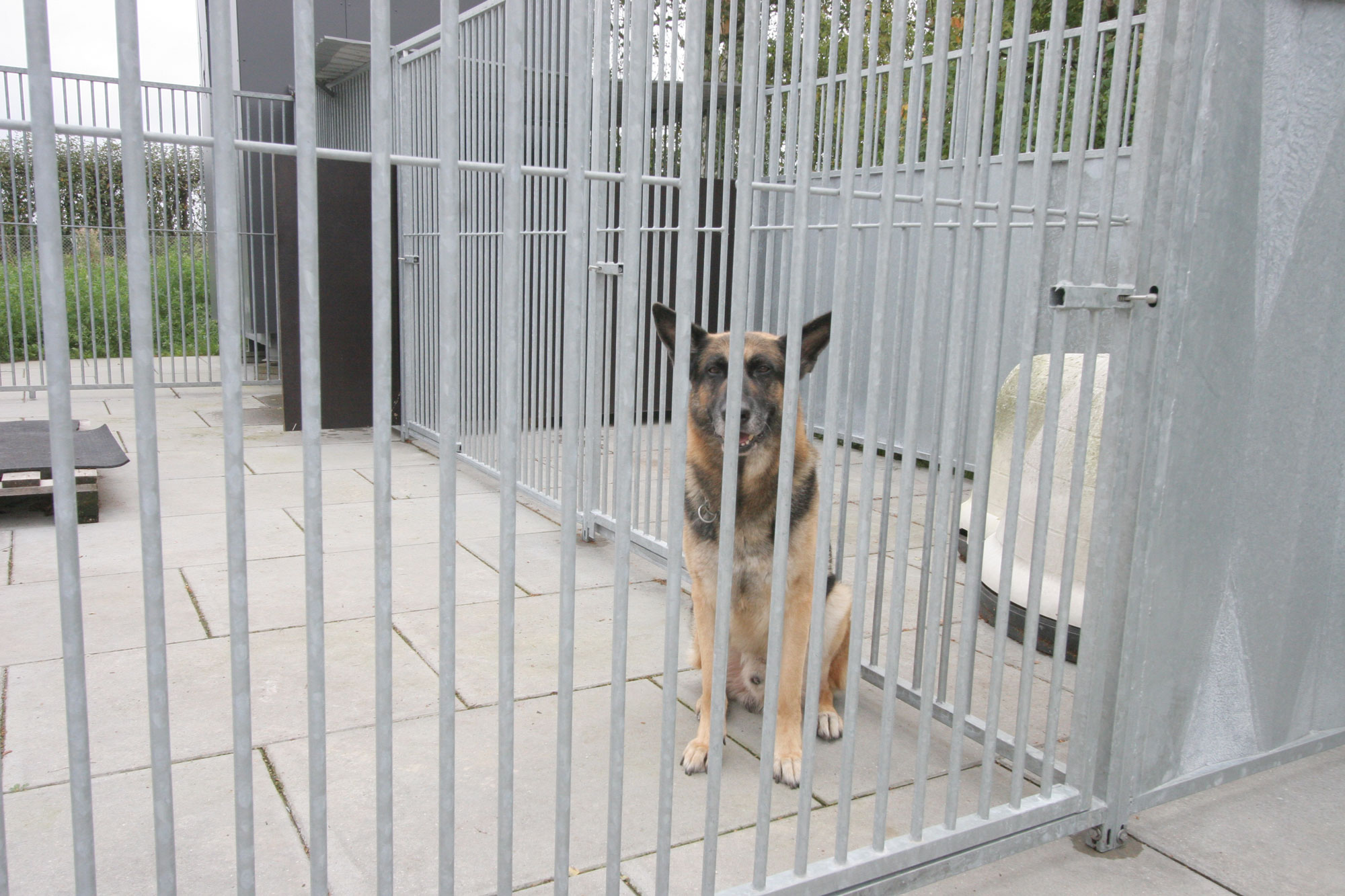 En schäferhund sidder alene i et hjørne af dens hundegård.