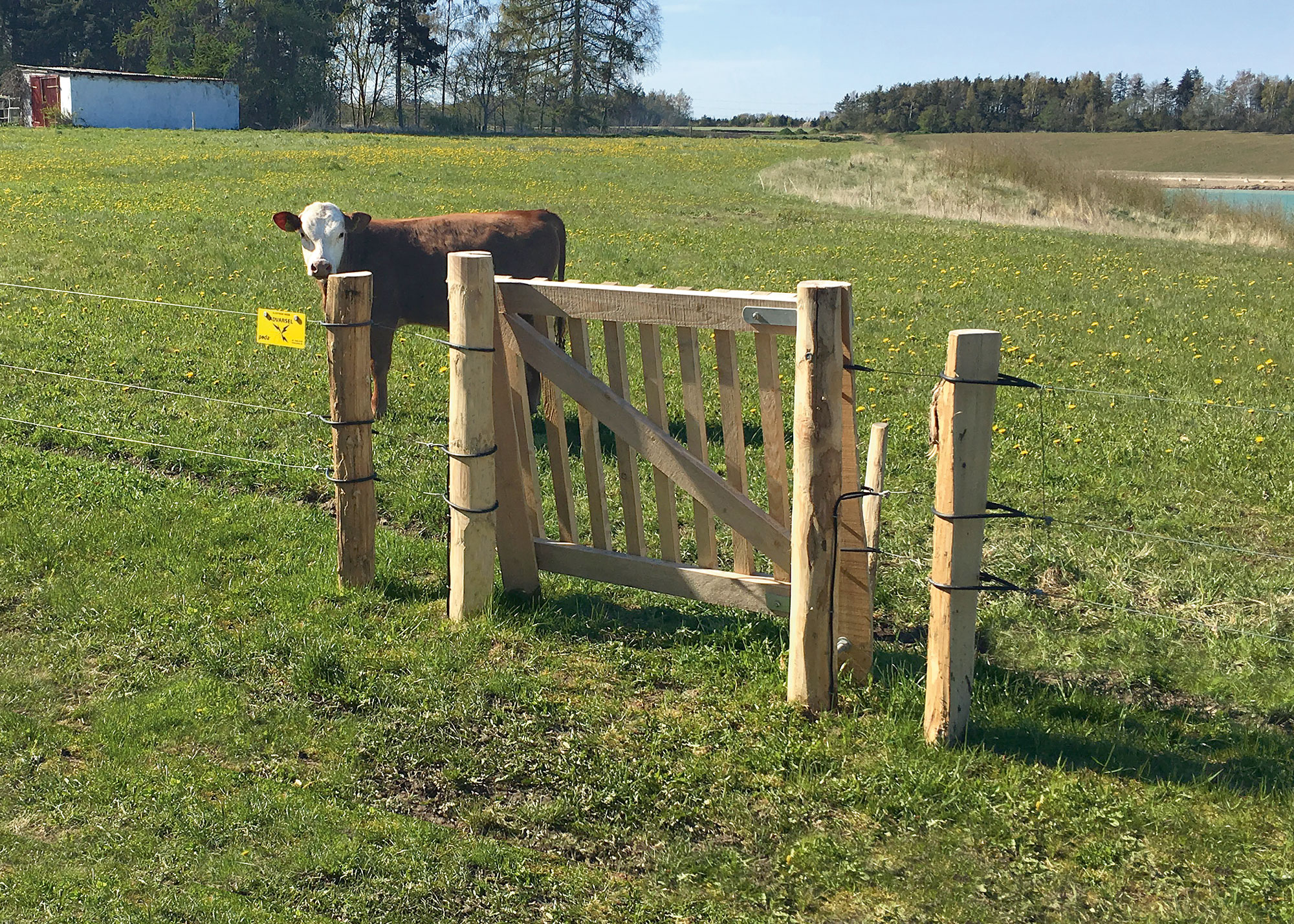 En ko er indhegnet af et eletrisk hegn og en låge i træ