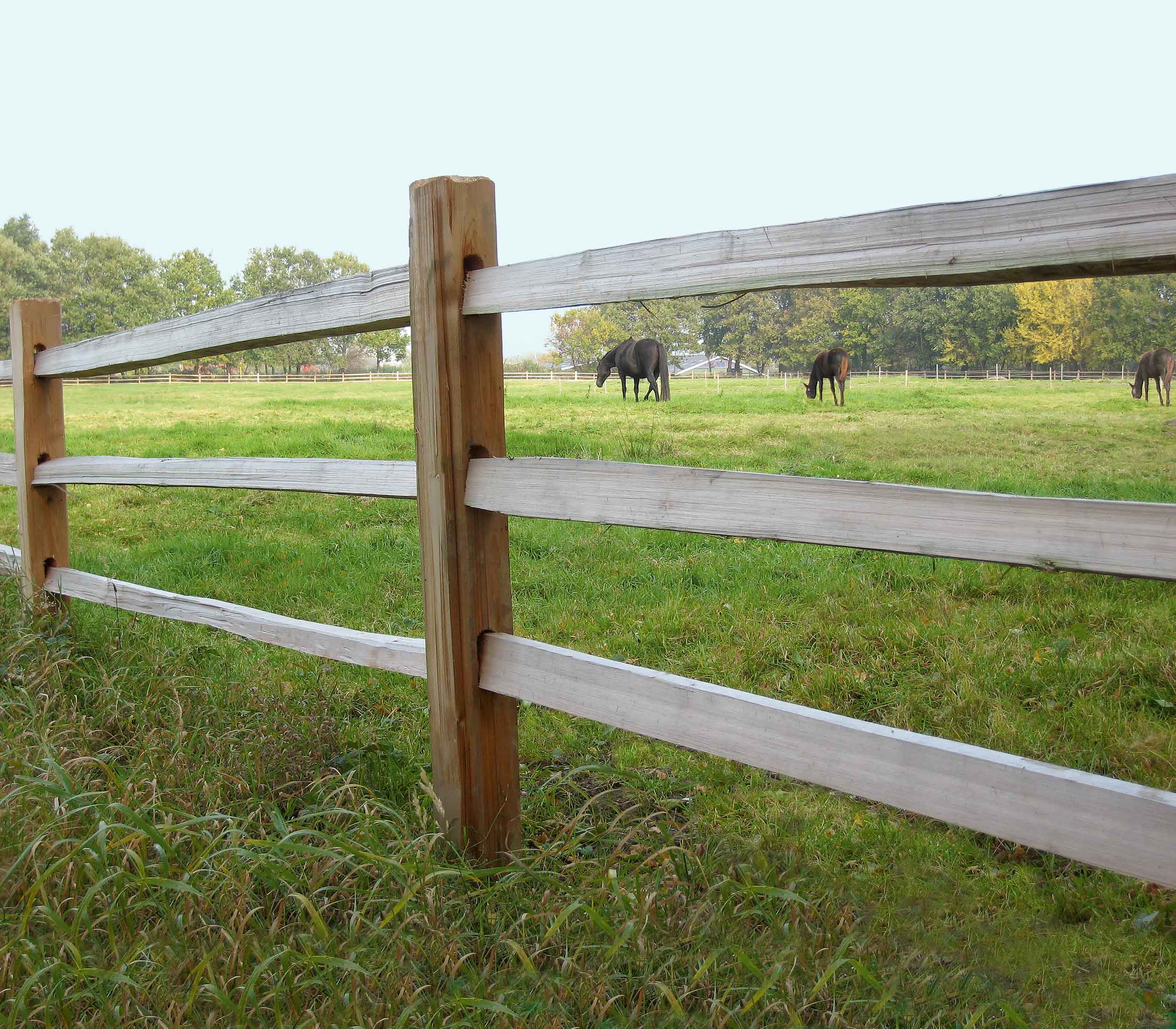 Mellem lægterne på et rustikt hestehegn kan tre heste ses græsse i en hestefold.