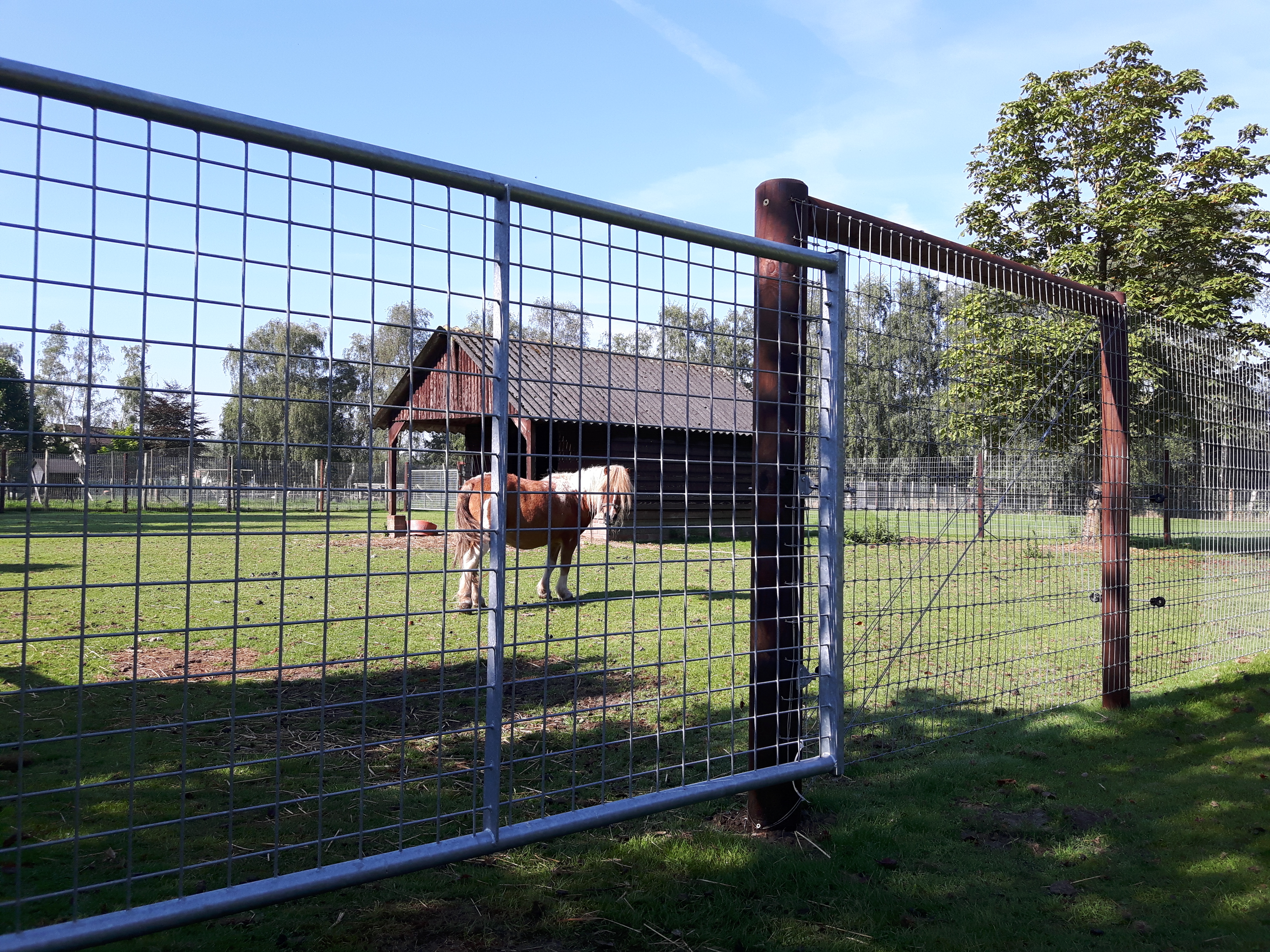 En lille hest står bagved en letvægtslåge med gitter.
