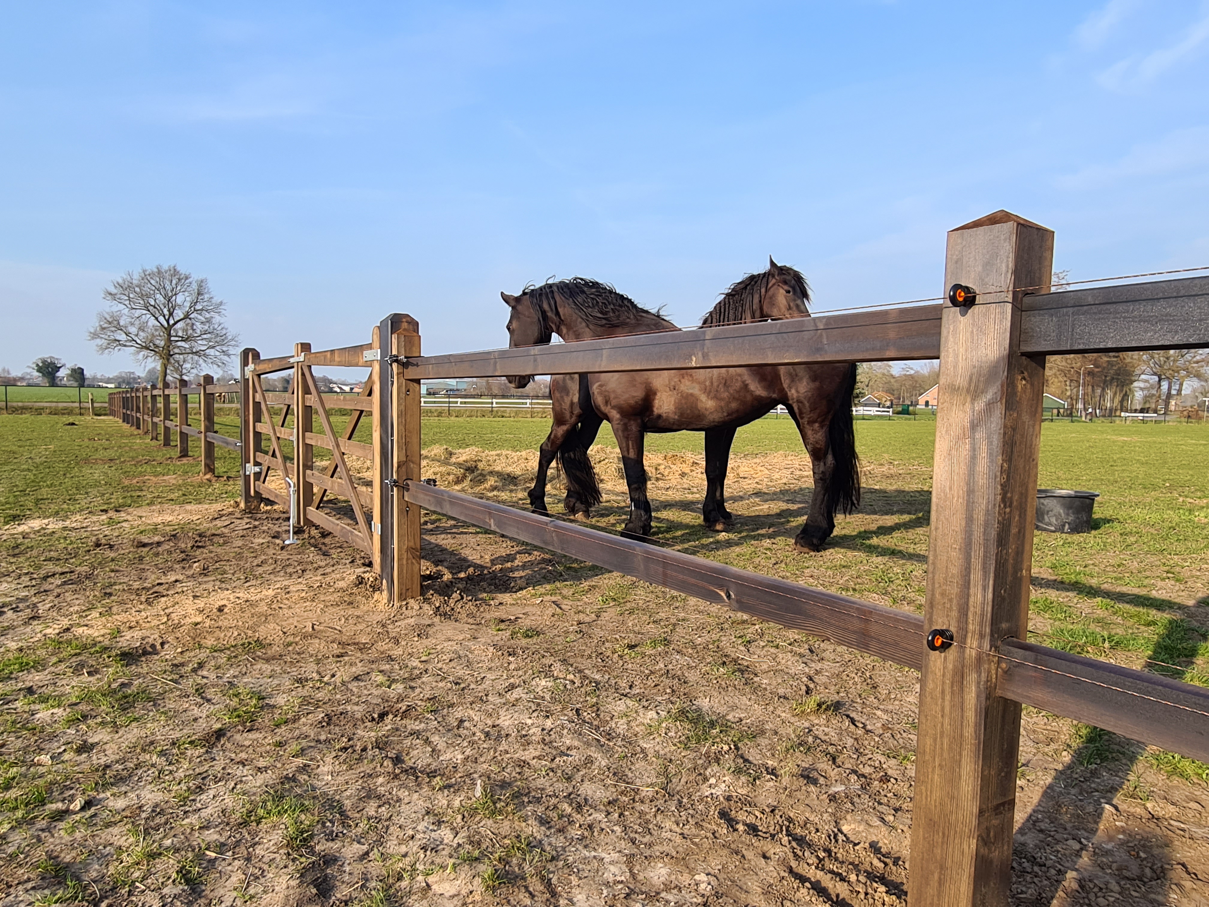Et lægtehegn adskiller to hestefolde, men en trælåge tillader adgang mellem de to folde. To store heste står i nærheden af trælågen.