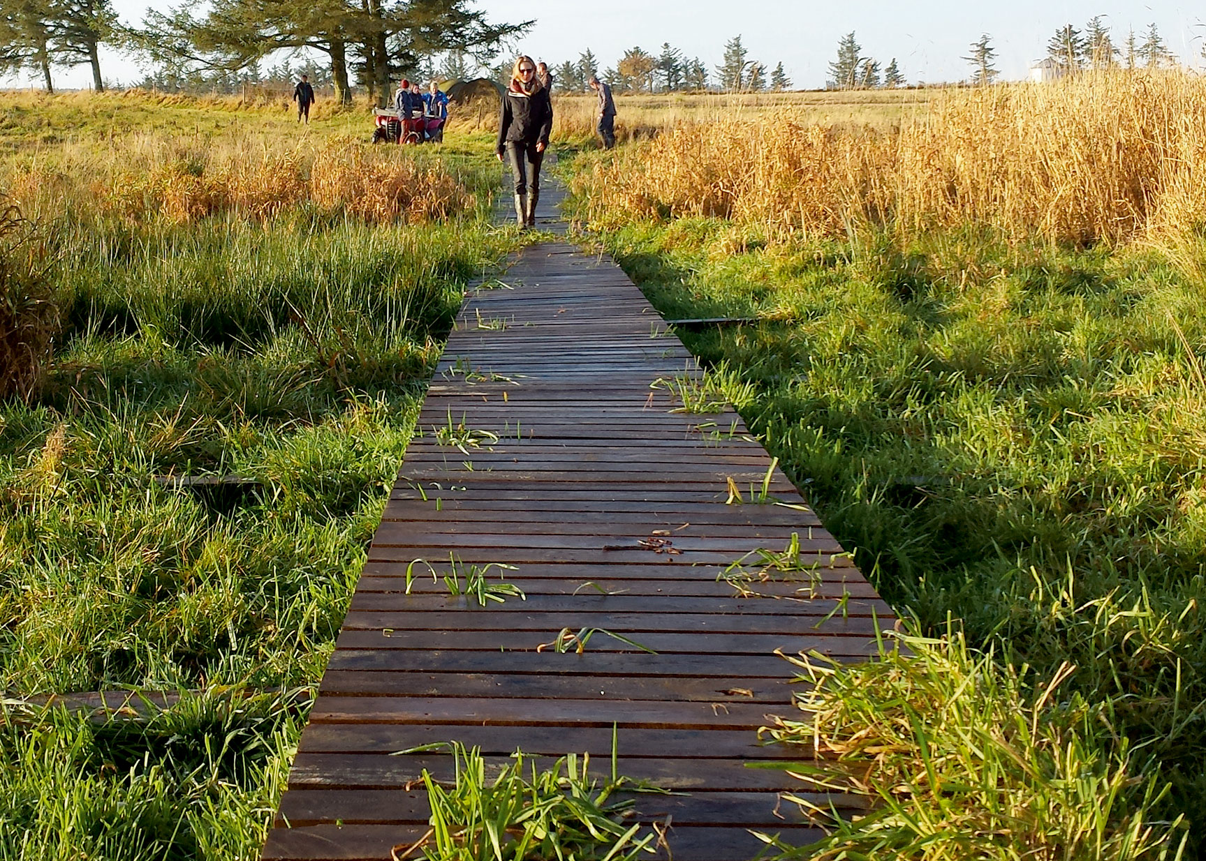 En boardwalk er med til at gøre et sumpet område gangbart