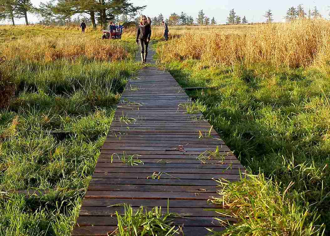 En boardwalk er med til at gøre et sumpet område gangbart