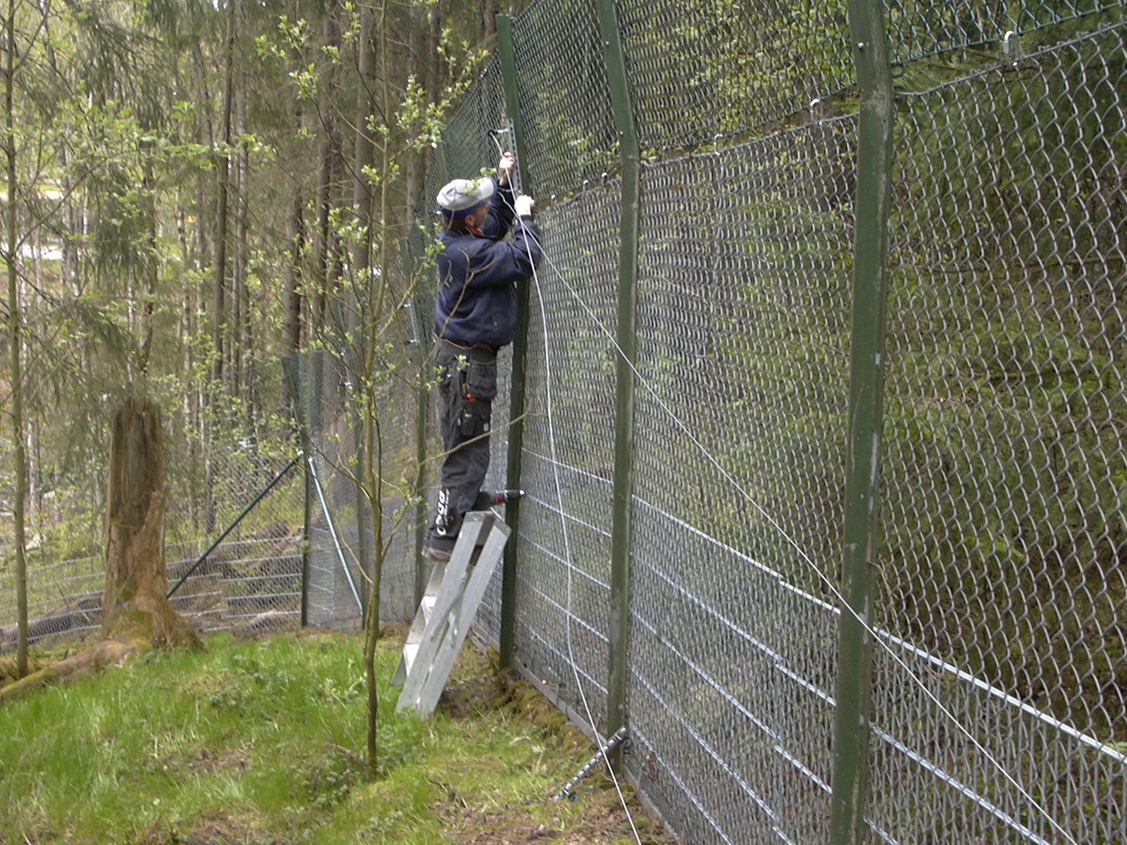 En mand monterer eltråde på toppen af et højt hegn i en zoo.