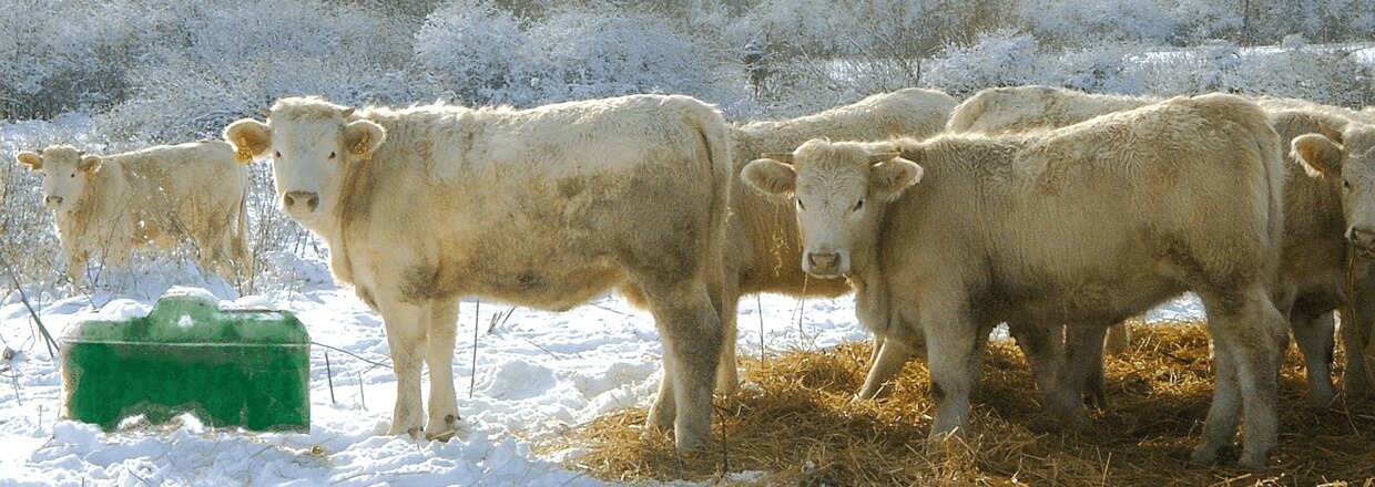 I et sneklædt landskab står en flok af hvide køer ved siden af et frostfrit drikkekar