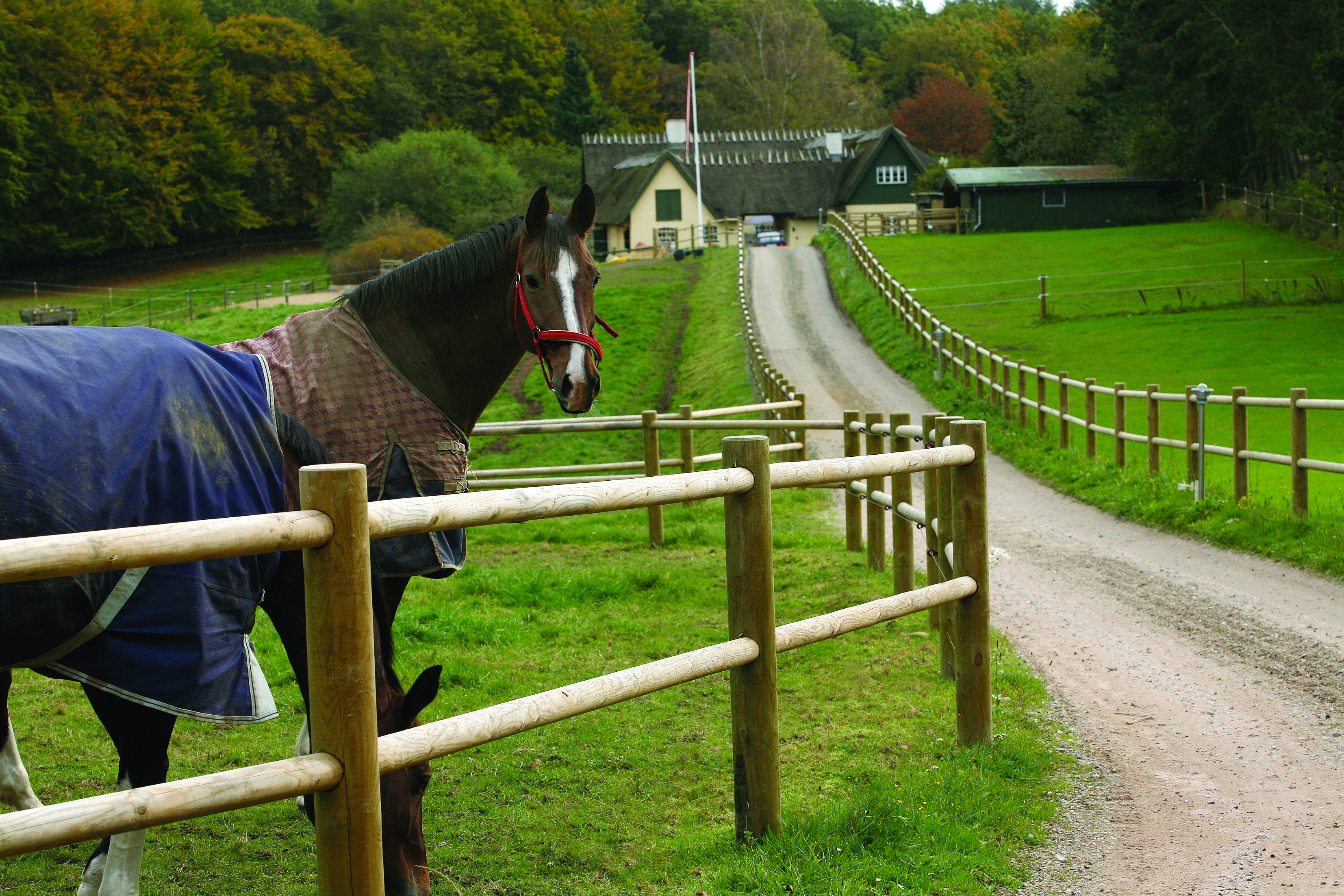 En hest står med hævet hoved og iagttager omgivelserne, mens en anden hest græsser. Begge heste står bag et hestehegn langs en landejendoms indkørsel.