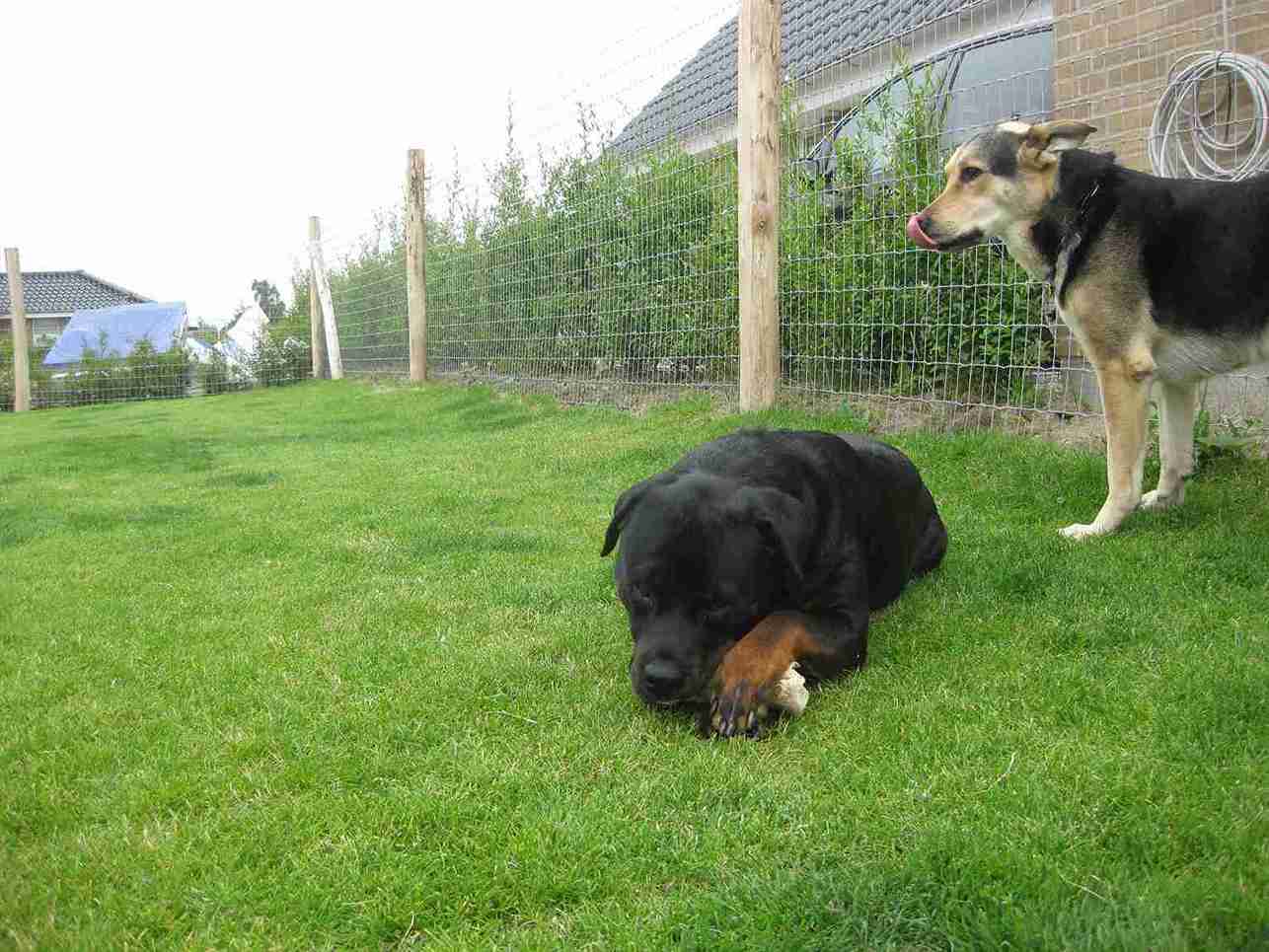 En hund ligger i græsset og en anden står op inde i deres have. Hegnet er et Multinet
