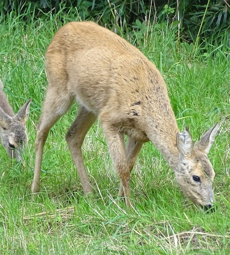 To hjorte går fredeligt og spiser græs.