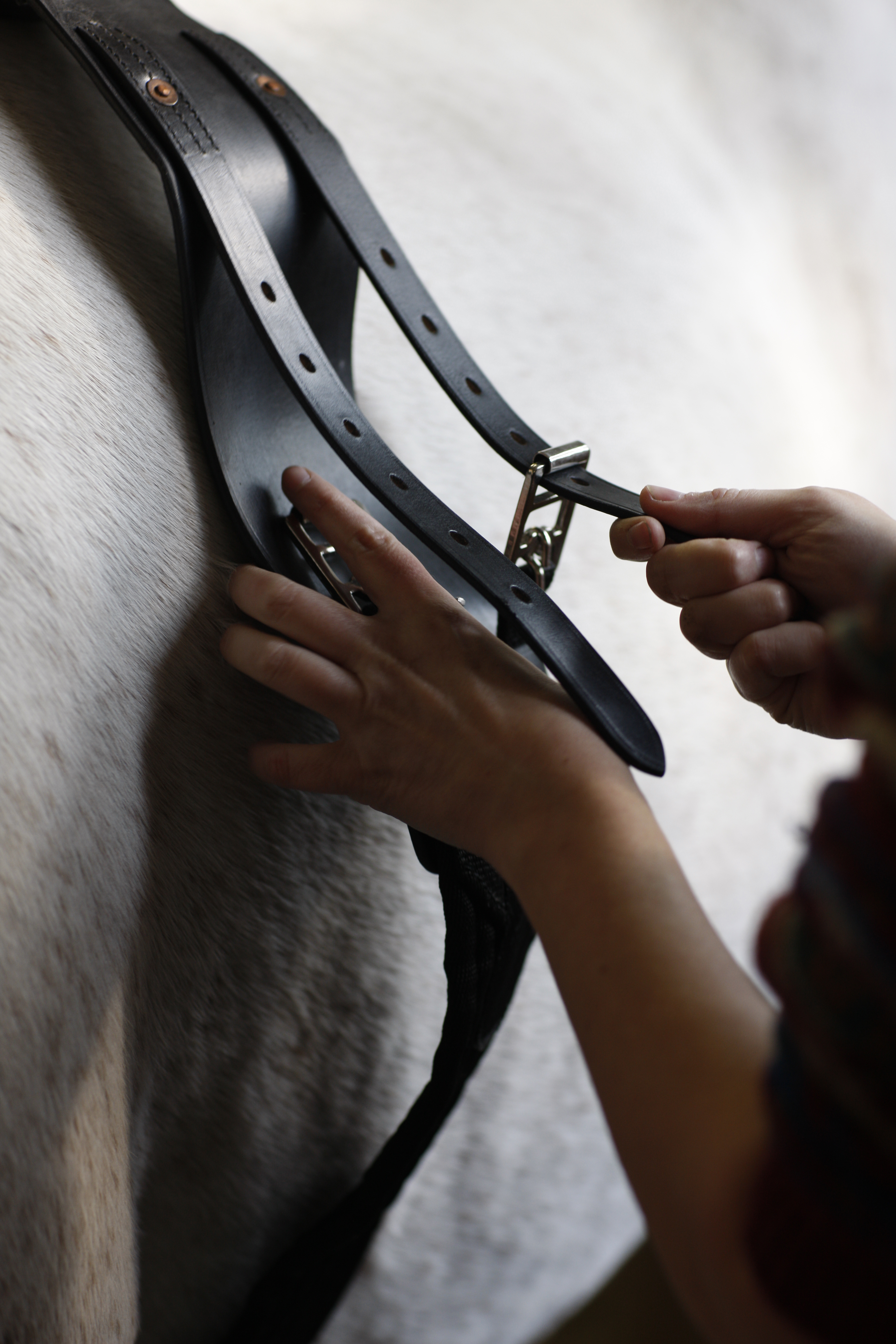 En person er i færd med at fastgøre en folealarm på en hest