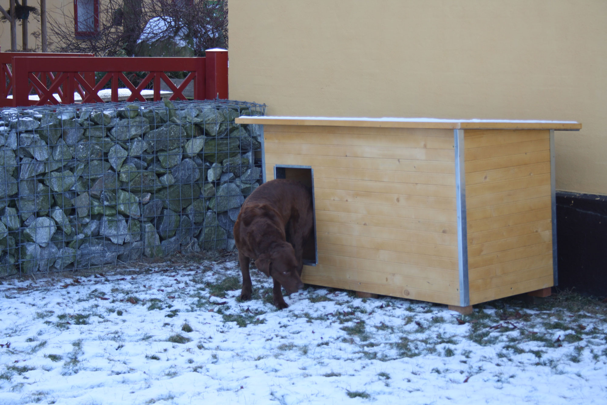 En brun labrador er på vej ud af dens hundehus, der er lavet i træ. Det er vinter og der ligger sne på jorden.