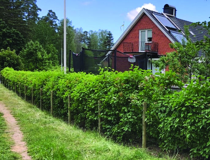 Et Lux havehegn indhegner en smuk have med trampolin, flagstang og planter