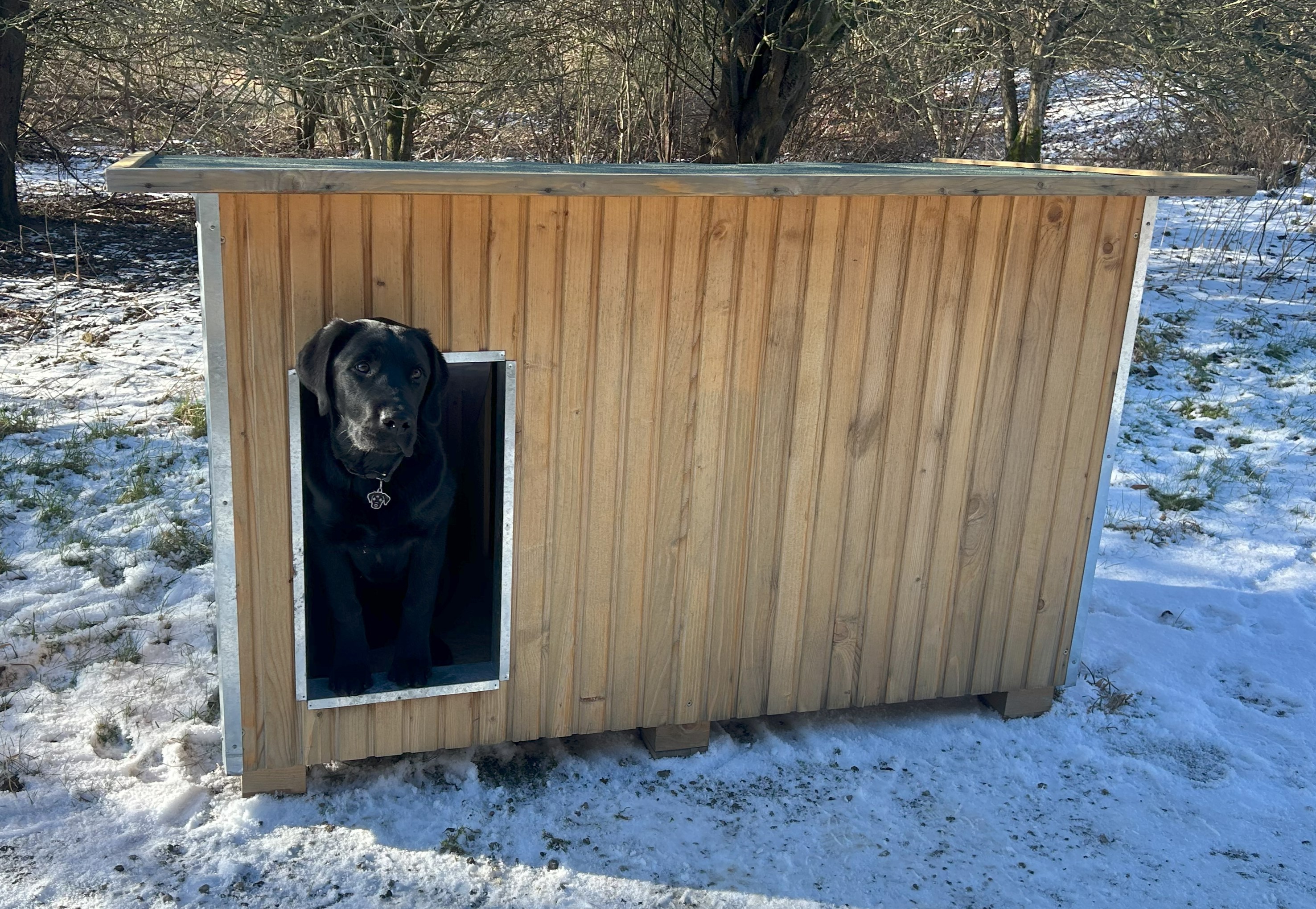 Sort hund kigger ud fra et Luksus hundehus i et vinterlandskab med sne på jorden.