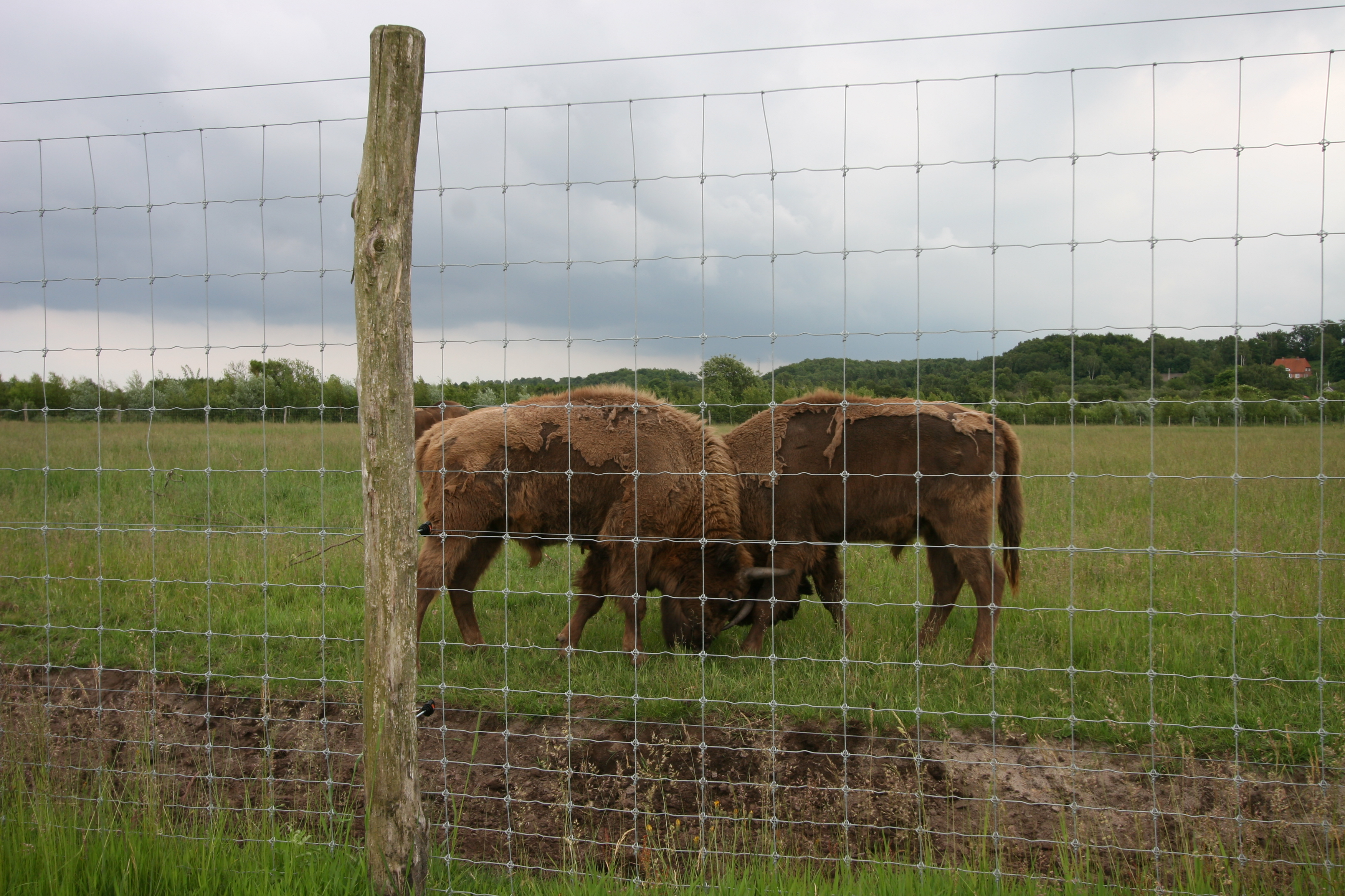 To bisoner står bag et højt nethegn i en dyrehave.