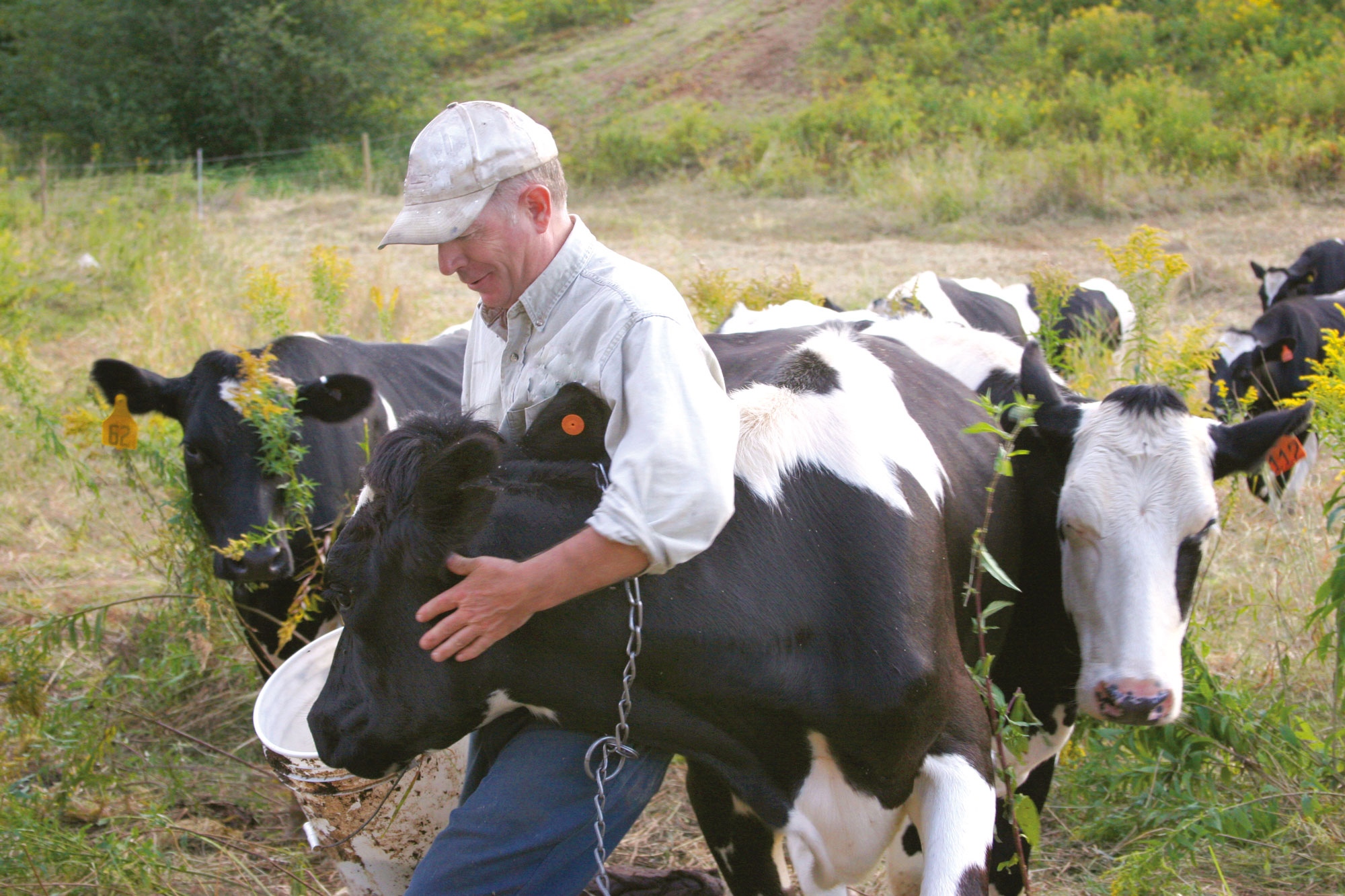 En mand står blandt en flok køer og klapper en ko, mens han fordrer den.
