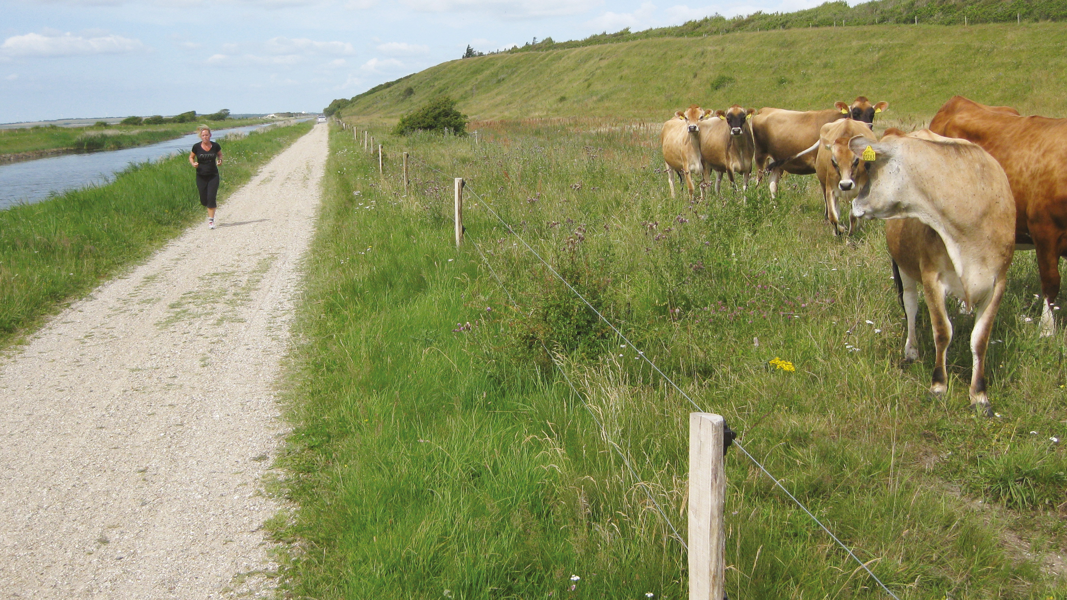 Naturplejeprojekt med køer bag et elektrisk hegn monteret på Økopæle langs en grussti. En person jogger forbi på stien ved siden af en kanal.