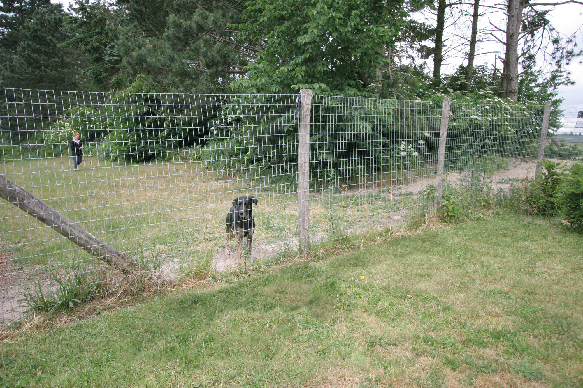 En sort hund står og kigger uden gennem løbegårdens nethegn.