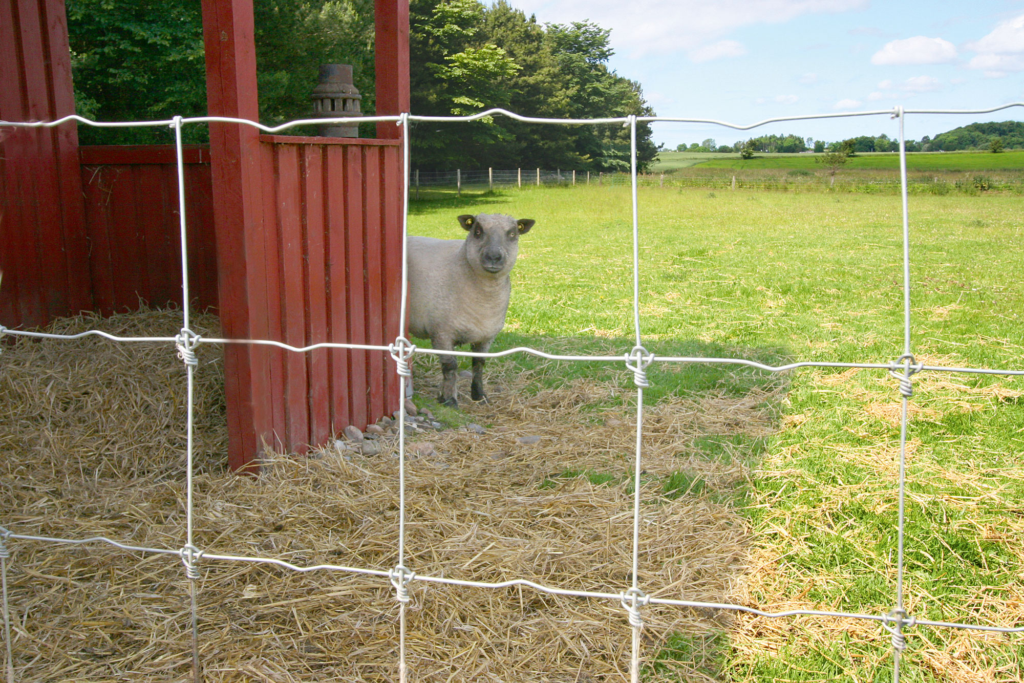 Et får står ved siden af en bygning og kigger ud gennem foldens nethegn.