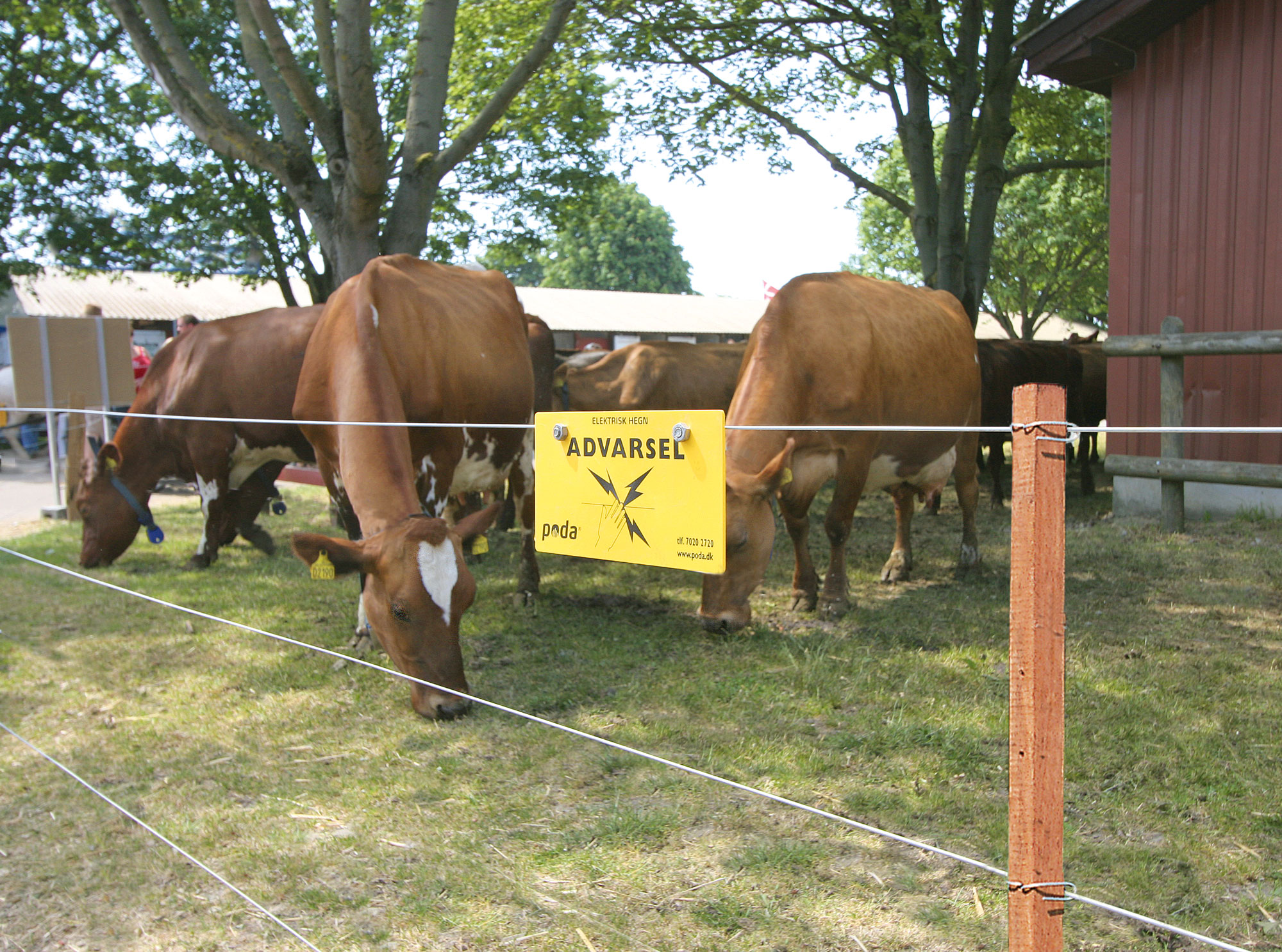 Elhegn kvæg Effektive elhegn med fra Poda