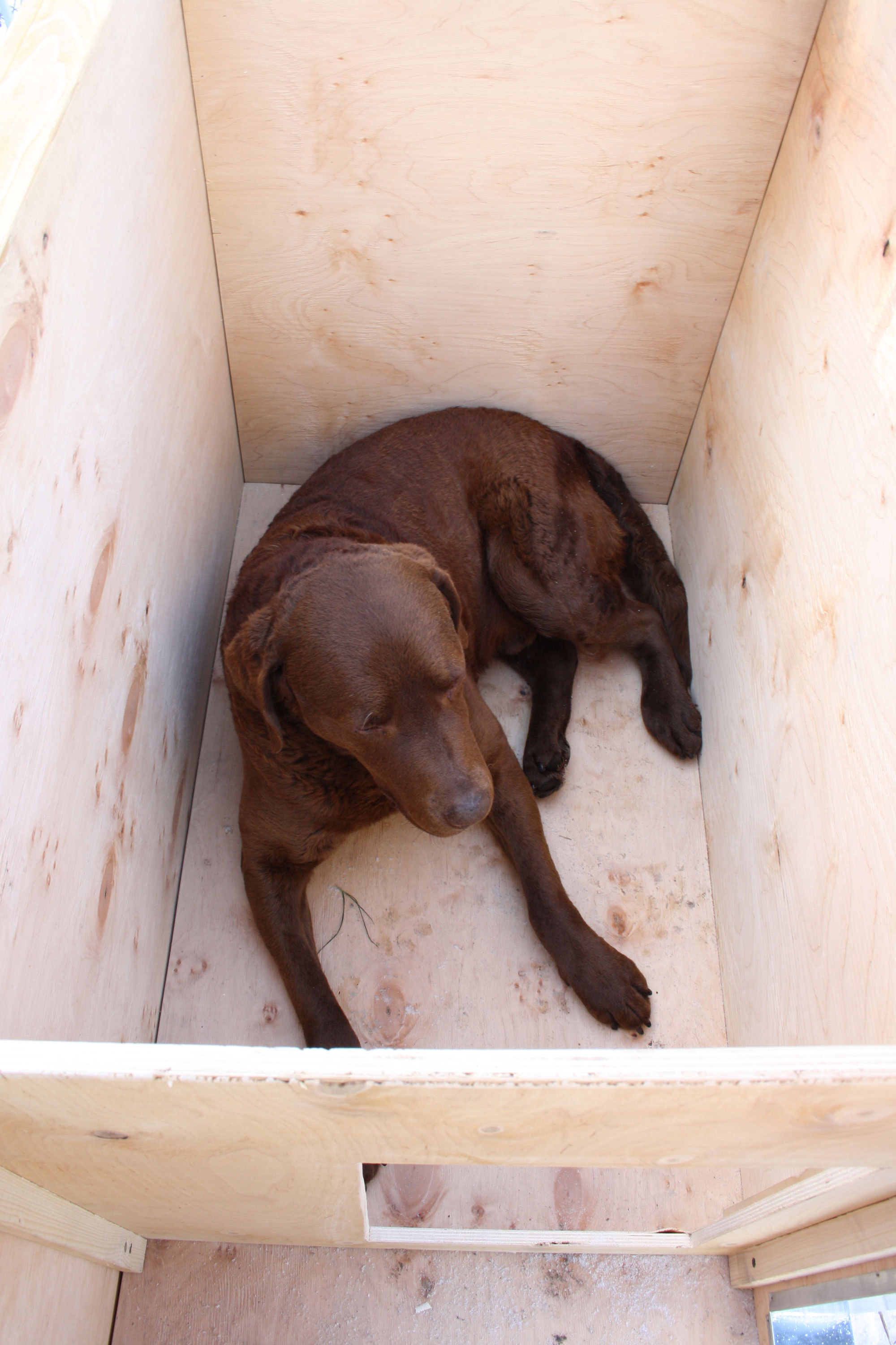 En labrador ligger inde i et isoleret hundehus i træ.