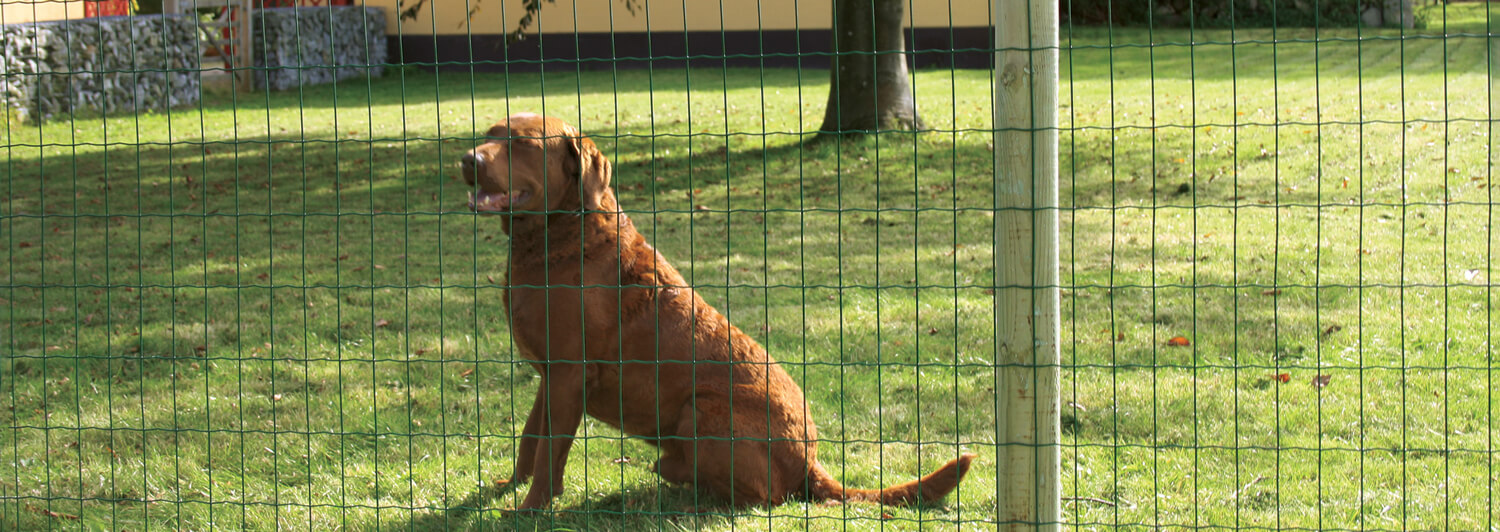En stor hund, sidder bag ved et Lux havehegn i grøn