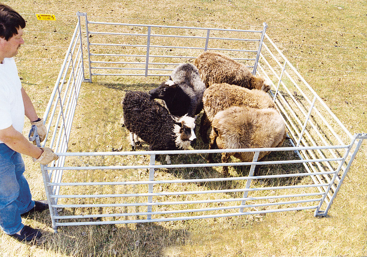 Fem får står tæt sammen i en lille fangefold.