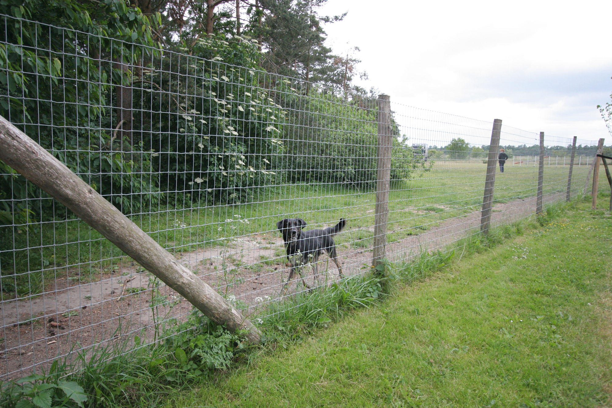 En sort hund løber langs nethegnet i en løbegård.