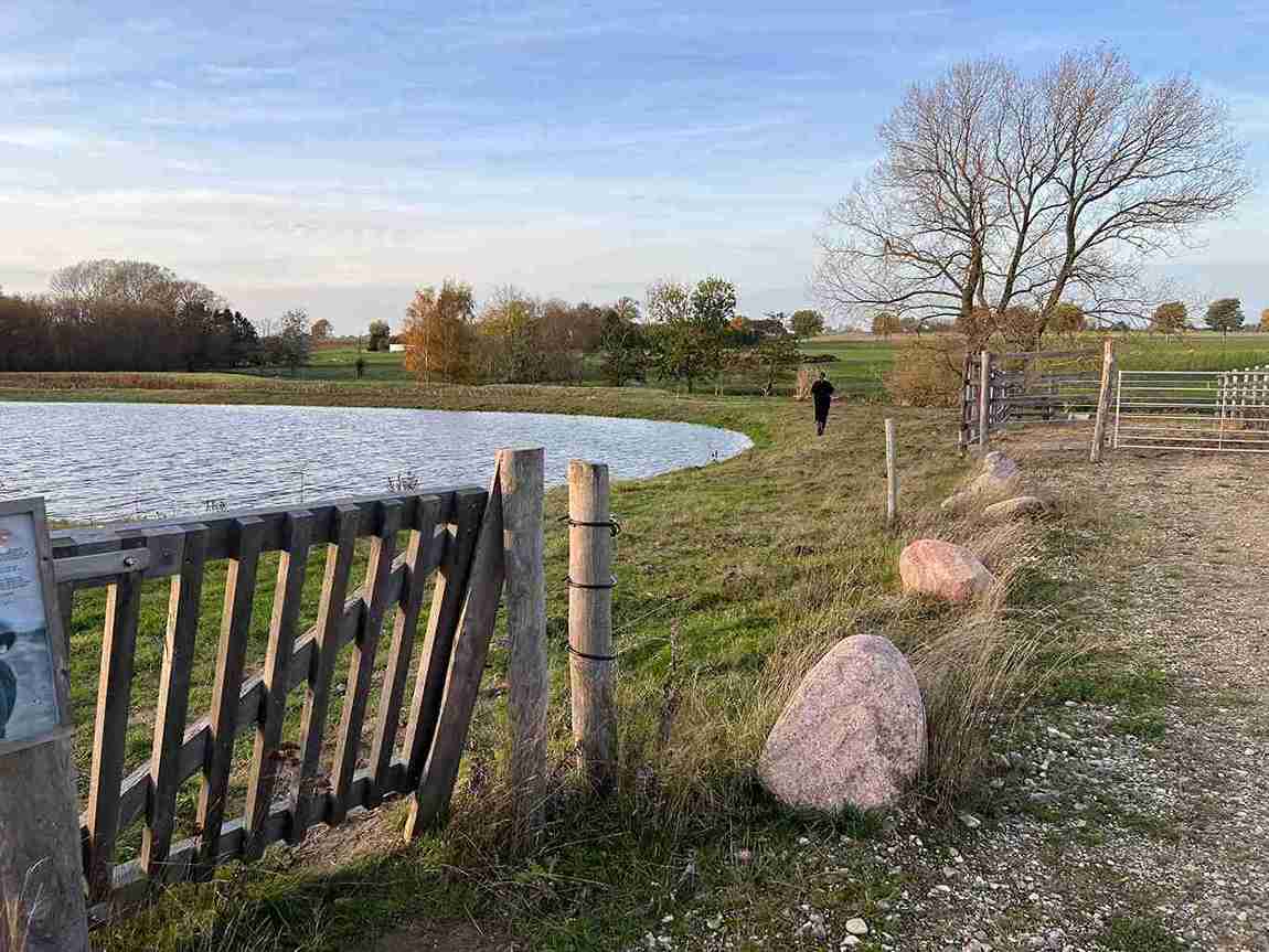 I en fold lavet af elhegnstråde, er der valgt en klaplåge som ind- og udgang