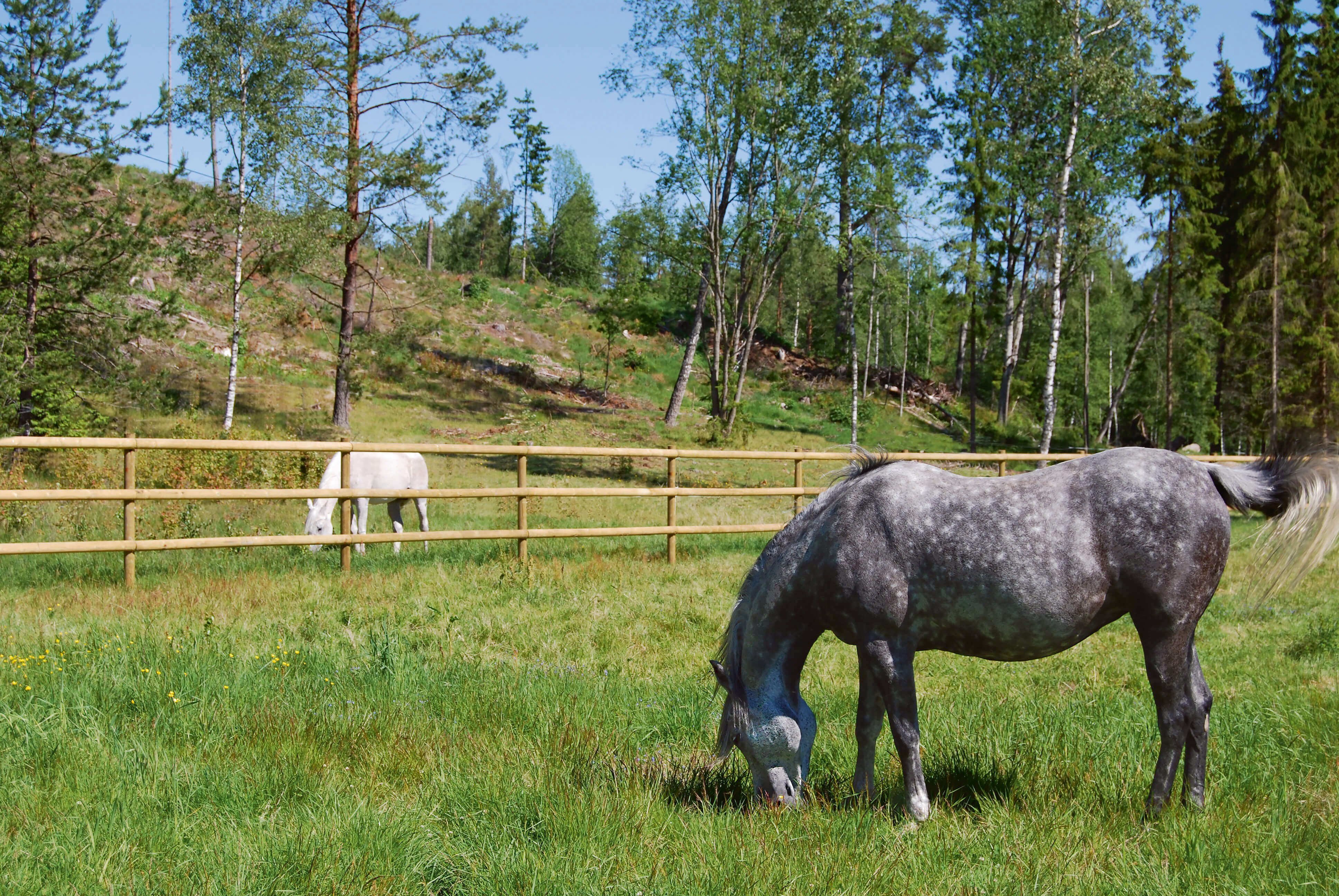 To heste går i hver deres fold og græsser. Hestefoldene er adskilt af et hestehegn med halvskårne lægter.