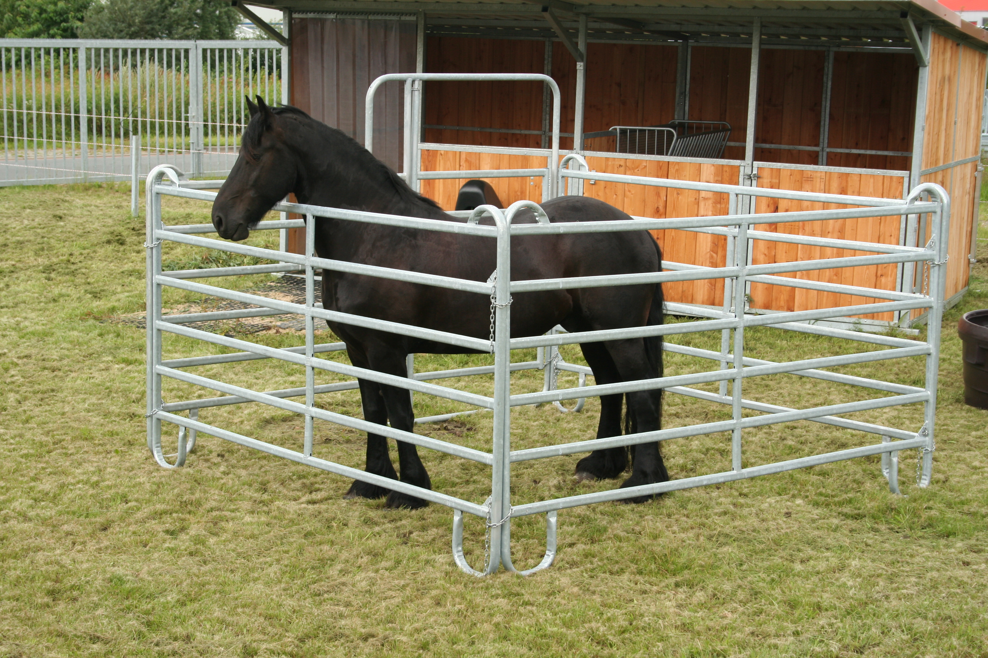 Sort hest i fangefold